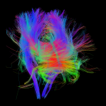 White matter fiber architecture of the brain. Measured from diffusion spectrum imaging (DSI). Shown are brainstem projections to cortex and the corpus callosum. The fibers are color-coded by direction: red = left-right, green = anterior-posterior, blue = through brain stem. www.humanconnectomeproject.org