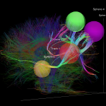 Select white matter tracts that run through spherical Regions of Interest (ROIs), superimposed over a larger amount of tracts from the same data set. Measured from diffusion spectral imaging (DSI). The fibers are color-coded by direction: red = left-right, green = anterior-posterior, blue = through brain stem. www.humanconnectomeproject.org